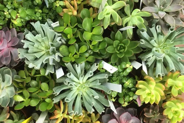 An assortment of green and purple succulents and small plants arranged in a display with white identification tags.