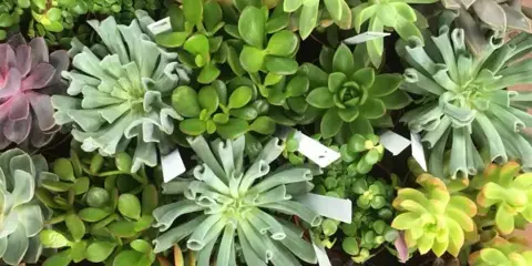 An assortment of green and purple succulents and small plants arranged in a display with white identification tags.