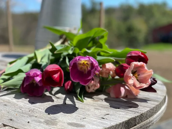 A fresh bouquet of pink and red tulips with green leaves lying on a weathered wooden table outdoors.