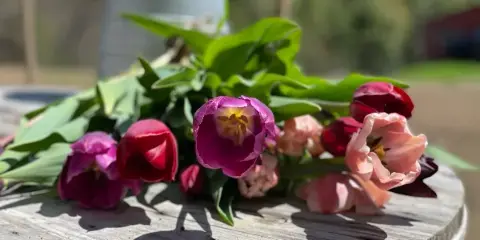 A fresh bouquet of pink and red tulips with green leaves lying on a weathered wooden table outdoors.
