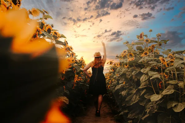 A woman in a black dress and hat standing in a sunflower field at sunset.