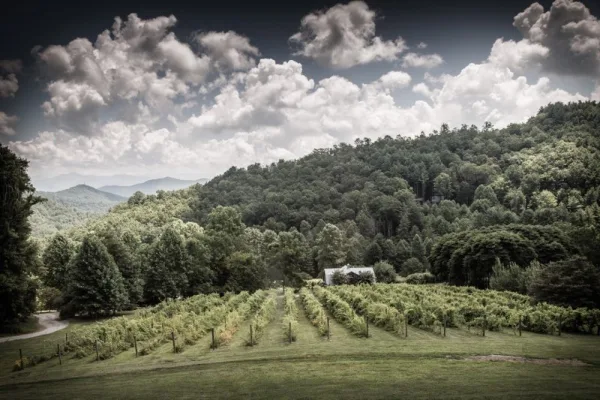 A wide landscape view of a vineyard estate with rows of grapevines, a lodge building nestled among trees, and a backdrop of forested mountains under a cloudy sky.