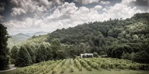 A wide landscape view of a vineyard estate with rows of grapevines, a lodge building nestled among trees, and a backdrop of forested mountains under a cloudy sky.