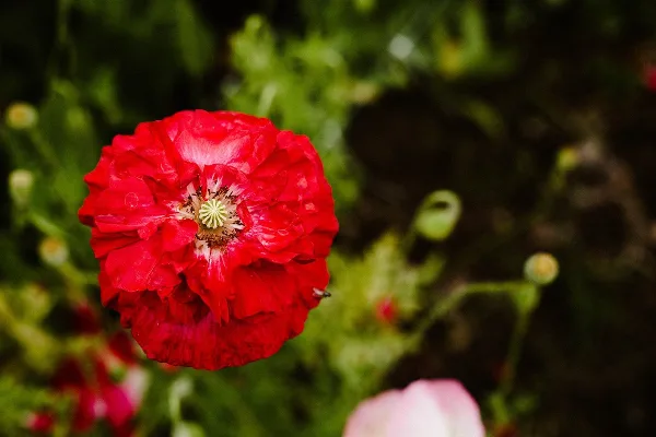 Close-up of a red flower in a garden