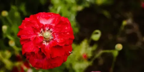 Close-up of a red flower in a garden
