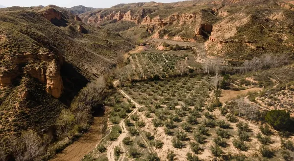 Aerial view of a vineyard in a dry, hilly valley landscape.