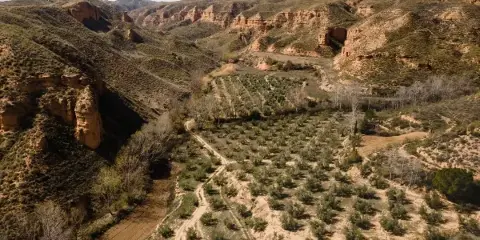 Aerial view of a vineyard in a dry, hilly valley landscape.