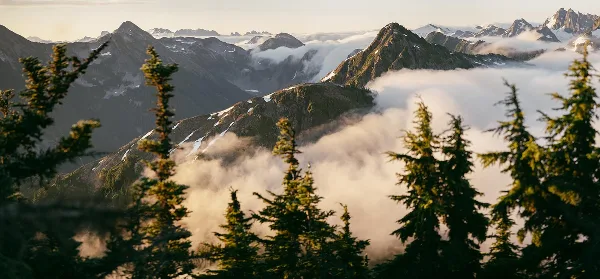 A scenic view of mountain peaks rising above a sea of clouds, framed by evergreen trees in the foreground.