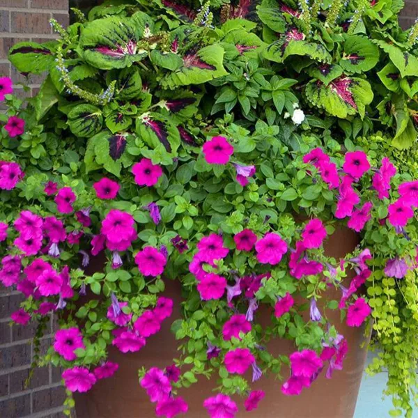 A large terracotta planter overflowing with bright pink petunias and green foliage, representing a professional plant rental or container garden.