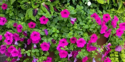 A large terracotta planter overflowing with bright pink petunias and green foliage, representing a professional plant rental or container garden.