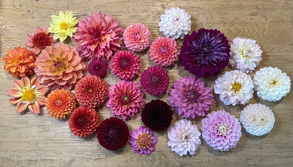 A collection of fresh cut dahlia flowers in shades of pink, purple, orange, and white arranged on a wooden surface.