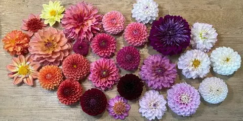 A collection of fresh cut dahlia flowers in shades of pink, purple, orange, and white arranged on a wooden surface.