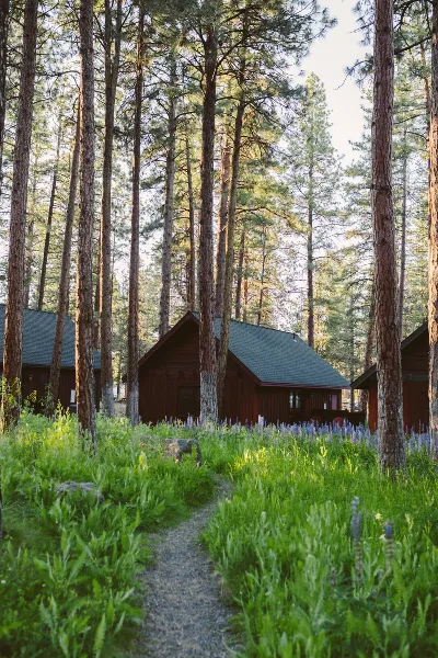A rustic wooden cabin with a green roof nestled among tall pine trees and wildflowers.