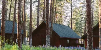 A rustic wooden cabin with a green roof nestled among tall pine trees and wildflowers.