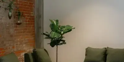 A modern event space featuring olive green velvet sofas, a wooden coffee table, and a potted fiddle leaf fig plant.