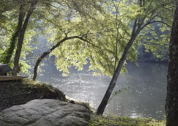A wooded riverbank with sunlight reflecting on calm water, framed by tree branches and a large rock in the foreground.