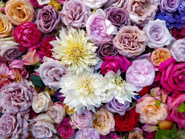 A close-up photograph of a dense floral arrangement featuring roses and dahlia flowers in shades of pink, purple, white, and red.