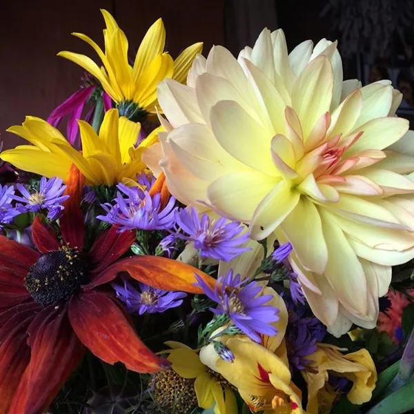A colorful floral arrangement featuring a large cream dahlia, yellow zinnias, and purple asters.