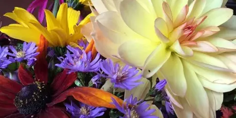 A colorful floral arrangement featuring a large cream dahlia, yellow zinnias, and purple asters.