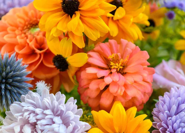A colorful close-up of a floral arrangement with yellow sunflowers, pink zinnias, and purple chrysanthemums.