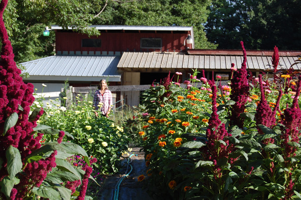A person standing in a flower garden path surrounded by blooming amaranth and marigolds with a farm building in the background.