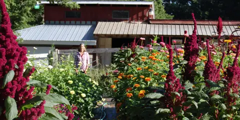 A person standing in a flower garden path surrounded by blooming amaranth and marigolds with a farm building in the background.