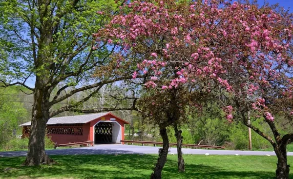 A red wooden covered bridge sits on a grassy bank next to a river, framed by a large tree with pink blossoms.