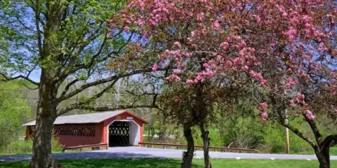 A red wooden covered bridge sits on a grassy bank next to a river, framed by a large tree with pink blossoms.