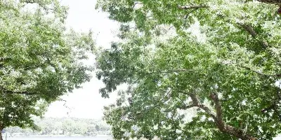 A wedding ceremony taking place outdoors under large trees with a groom and bride at the altar and guests seated in white chairs.
