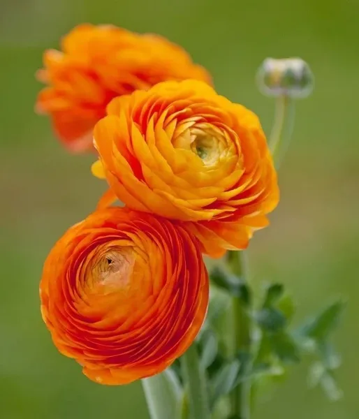 Close-up photograph of three orange ranunculus flowers with a green background.