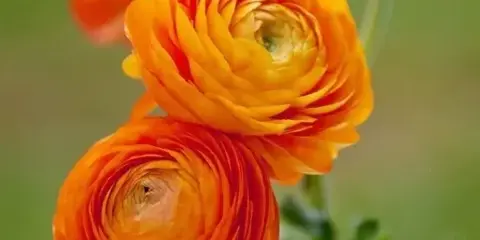 Close-up photograph of three orange ranunculus flowers with a green background.