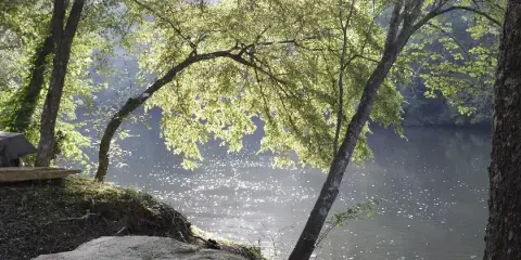 Sunlit riverbank with leafy trees framing a calm, sparkling river surface.