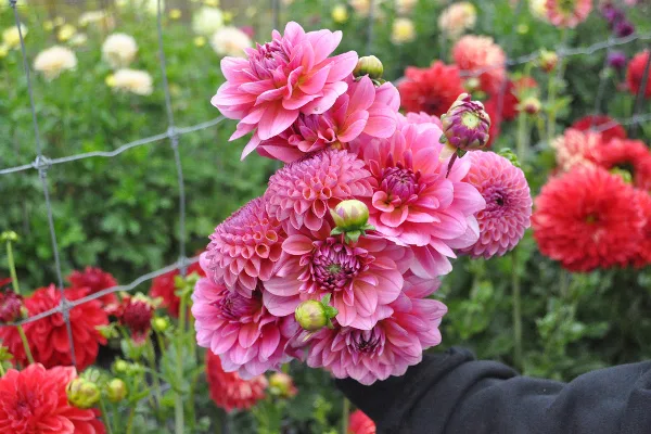 ELM Garden & Floral Design dahlia arrangement, Livingston Manor New York