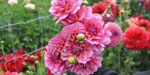 ELM Garden & Floral Design dahlia arrangement, Livingston Manor New York